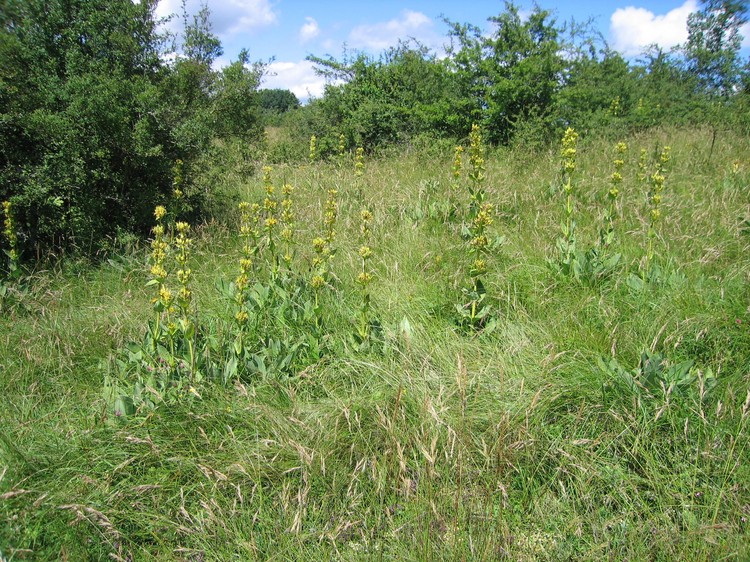 Gentiana lutea